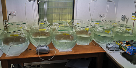 Mesocosm experiments