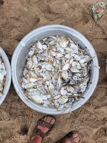 Fish are shared among fishermen and women, Ghana