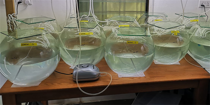 HOTSPOT mesocosms experiments in container labs at UCC